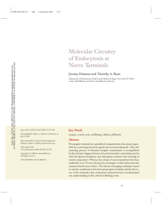 Molecular Circuitry of Endocytosis at Nerve Terminals Jeremy Dittman and Timothy A. Ryan