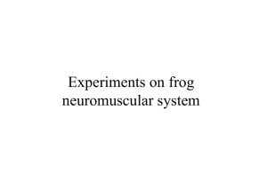 Experiments on frog neuromuscular system