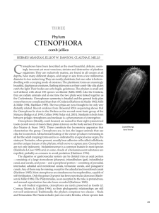 C CTENOPHORA THREE Phylum