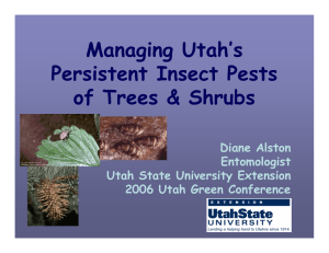 Managing Utah’s Persistent Insect Pests of Trees &amp; Shrubs Diane Alston