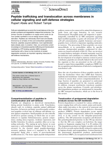 Peptide trafficking and translocation across membranes in