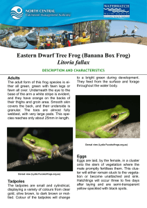 Eastern Dwarf Tree Frog (Banana Box Frog) Litoria fallax Adults