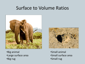Surface to Volume Ratios Big animal Small animal •