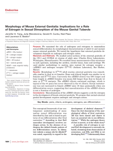 Endocrine Morphology of Mouse External Genitalia: Implications for a Role