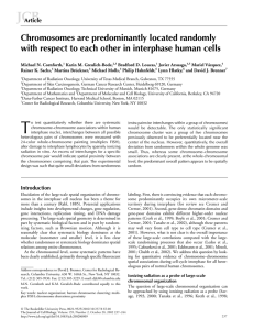 JCB Chromosomes are predominantly located randomly