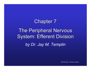 Chapter 7 The Peripheral Nervous System: Efferent Division by Dr. Jay M. Templin