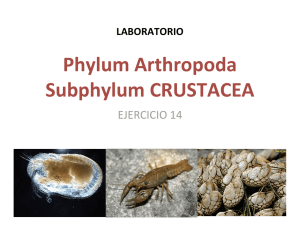 Phylum Arthropoda  Subphylum CRUSTACEA EJERCICIO 14  LABORATORIO 