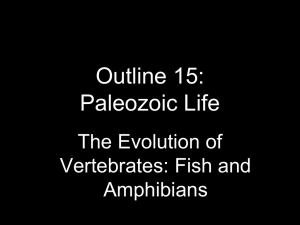 Outline 15: Paleozoic Life The Evolution of Vertebrates: Fish and