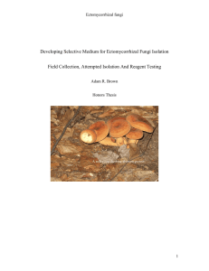 Developing Selective Medium for Ectomycorrhizal Fungi Isolation