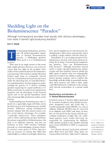 Shedding Light on the Bioluminescence “Paradox”