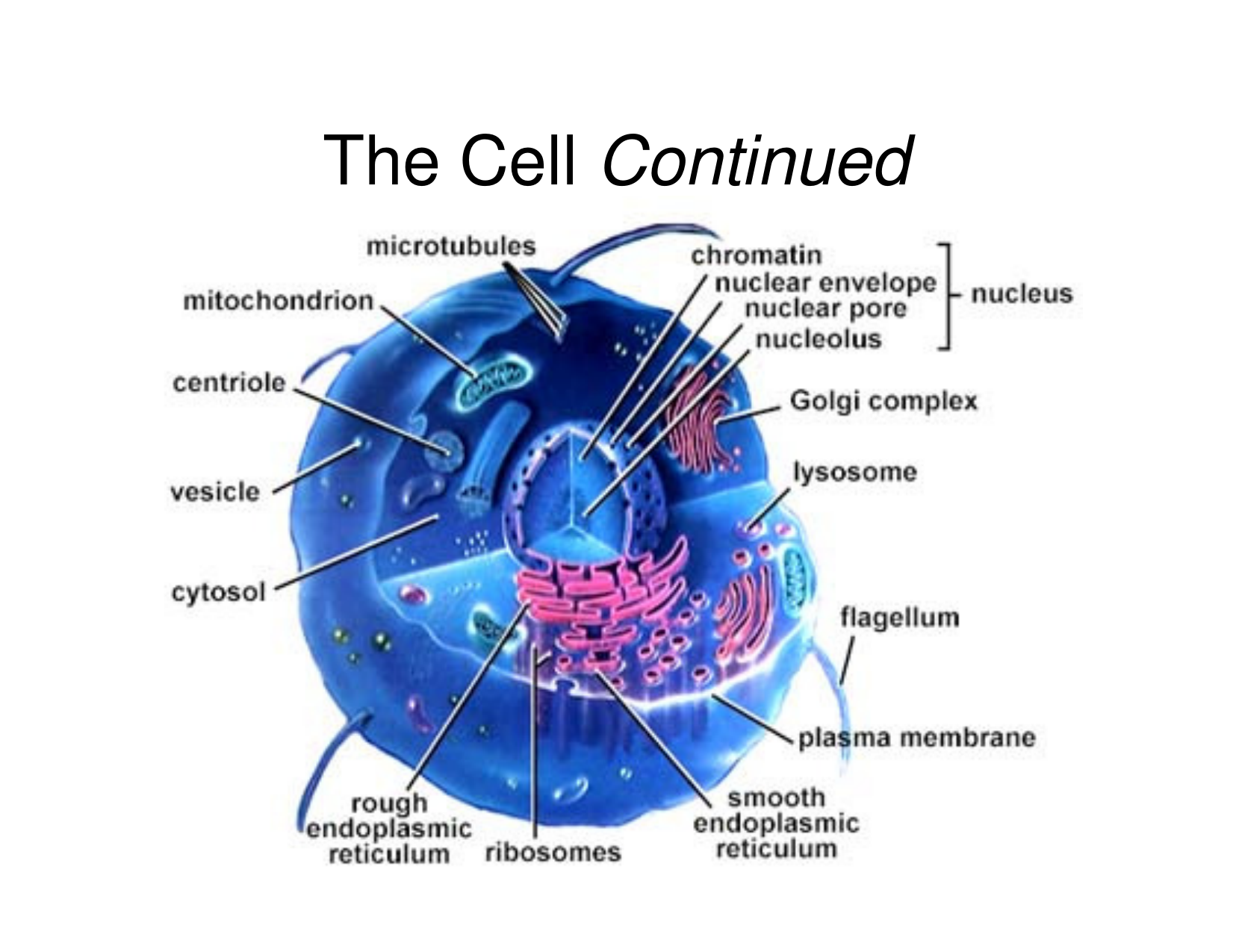 Организмы клетки которых содержат оформленное ядро. Типы клеточных мембран. Виды оболочек биология. Оформленное ядро. Nucleus structure.