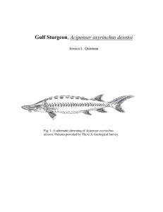 Gulf Sturgeon Jessica L. Quintana  Acipenser oxyrinchus