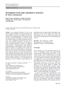 Development of the male reproductive structures in Taxus yunnanensis