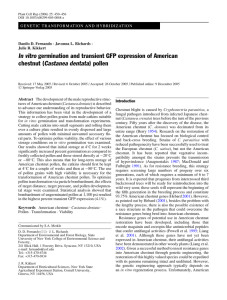 In vitro germination and transient GFP expression of American chestnut (