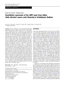 Constitutive expression of the SAP1 gene from willow