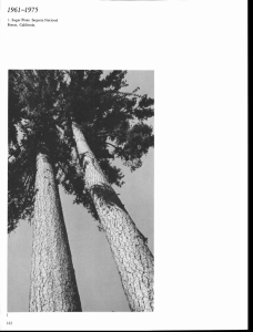 1961-1975 1. Sugar Pines. Sequoia National Forest, California. I 42