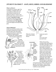 STUDENT HANDOUT  - BATS, BEES, BIRDS AND BLOSSOMS
