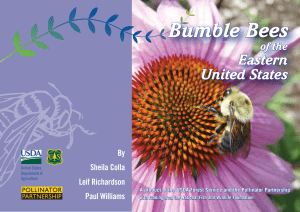 Bumble Bees Eastern United States of the