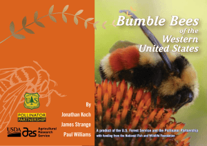 Bumble Bees Western United States of the