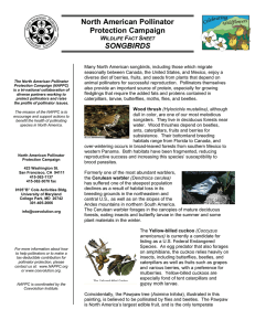 North American Pollinator Protection Campaign  SONGBIRDS