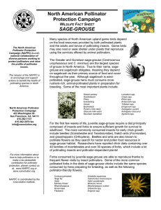 North American Pollinator Protection Campaign SAGE-GROUSE W