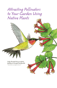 Attracting Pollinators to Your Garden Using Native Plants Ruby-throated Hummingbird
