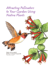Attracting Pollinators to Your Garden Using Native Plants Rufous Hummingbird