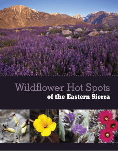 Wildflower Hot Spots of the Eastern Sierra