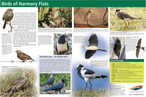 Birds of Harmony Flats