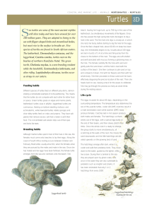 ea turtles are some of the most ancient reptiles