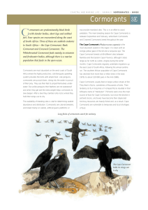 C Cormorants 3E ormorants are predominantly black birds
