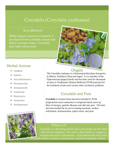Corydalis (Corydalis yanhusuo) Is it effective?
