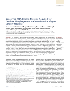 Conserved RNA-Binding Proteins Required for Dendrite Morphogenesis in Caenorhabditis elegans Sensory Neurons