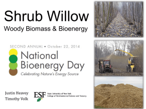 Shrub Willow Woody Biomass &amp; Bioenergy  Justin Heavey