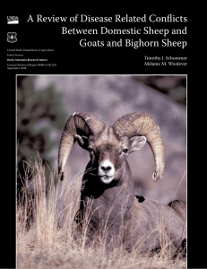 A Review of Disease Related Conflicts Between Domestic Sheep and