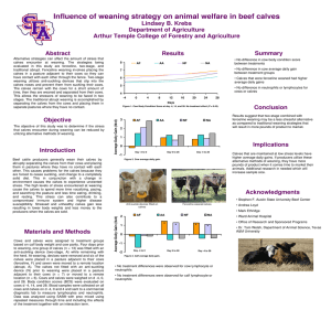 Influence of weaning strategy on animal welfare in beef calves