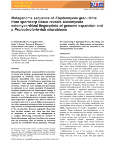 Elaphomyces granulatus from sporocarp tissue reveals Ascomycota