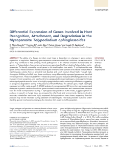 Differential Expression of Genes Involved in Host Mycoparasite Tolypocladium ophioglossoides