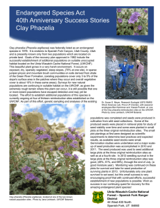 Endangered Species Act Title text here 40th Anniversary Success Stories Clay Phacelia