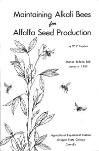 Maintaining Alkali Bees Alcalfa Seed Production January 1959 Station Bulletin 568