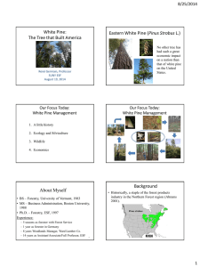 White Pine: Pinus Strobus The Tree that Built America 8/25/2014