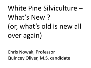 White Pine Silviculture – What’s New ? over again)