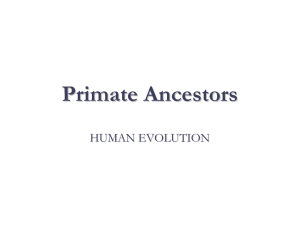 Primate Ancestors HUMAN EVOLUTION