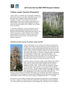 Yellow-cedar Decline Research  US Forest Service R&amp;D PNW Research Station