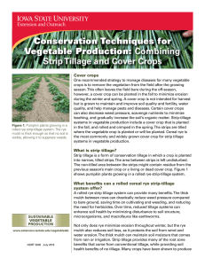 Conservation Techniques for Combining Strip Tillage and Cover Crops Cover crops