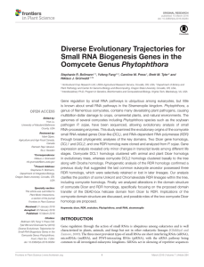 Diverse Evolutionary Trajectories for Small RNA Biogenesis Genes in the Phytophthora