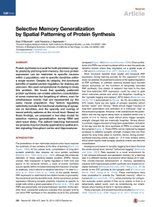 Article Selective Memory Generalization by Spatial Patterning of Protein Synthesis Neuron