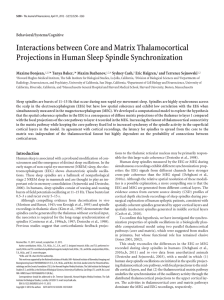 Interactions between Core and Matrix Thalamocortical