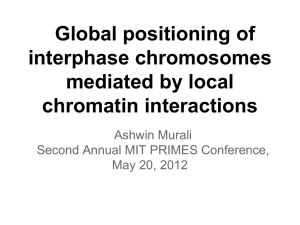 Global positioning of interphase chromosomes mediated by local chromatin interactions
