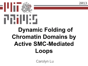 Dynamic Folding of Chromatin Domains by Active SMC-Mediated Loops